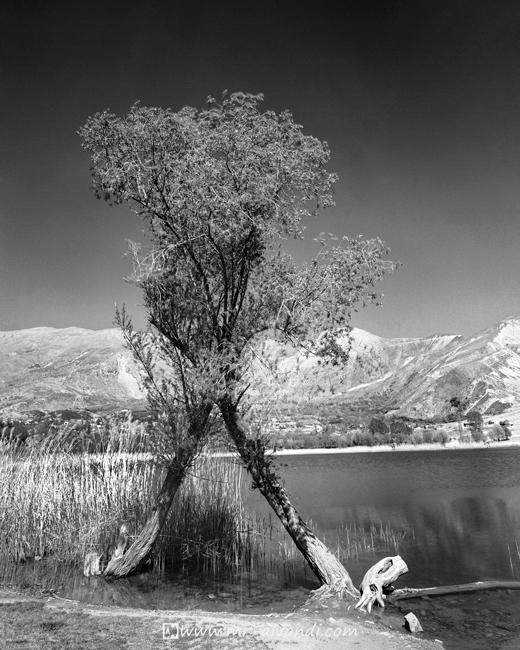 A tree in Evan Lake, درختی در دریاچه اوان