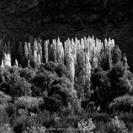Poplar trees in Firuzkuh, درختان صنوبر فیروزکوه