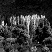 Poplar trees in Firuzkuh