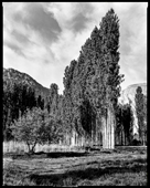 Cypress trees in Firuzkuh