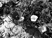 Poppy flower in Khojir,گل شقایق در خجیر