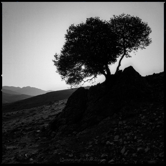 Lonely tree in Khajir National Park