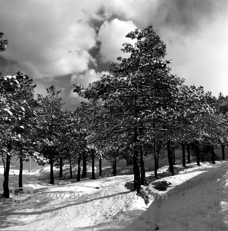 A picture of Snowy tree, عکسی از درخت برفی