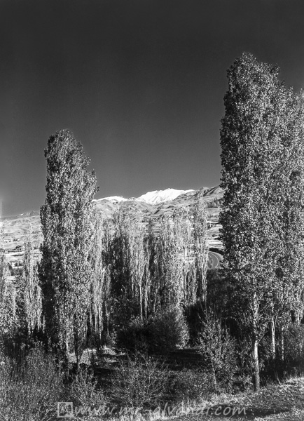 Taleghan and poplar trees,طالقان و درختان صنوبر