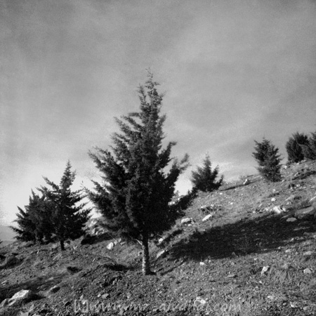 Darabad pine tree, developing with monobath solution