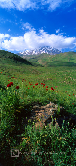 Mount Damavand with plain full of poppies, قله دماوند با دشت پر از شقایق