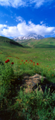 Mount Damavand and poppies,قله دماوند و شقایقها