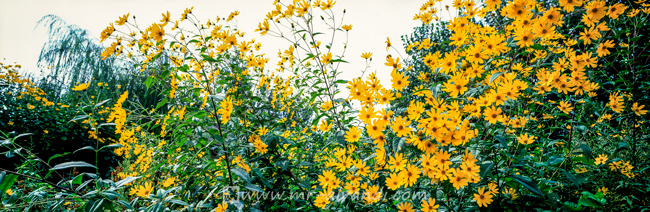 Yellow flowers in Gilan, گلهای زرد در گیلان