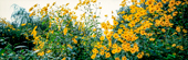 Yellow flowers in Gilan