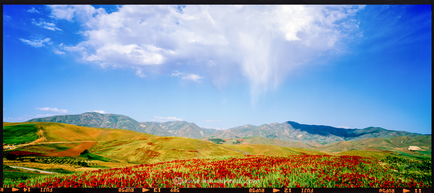 Beautiful flower plain in Kurdistan