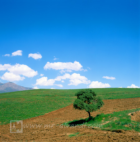 Alamut road and alone tree,جاده الموت و تک درخت