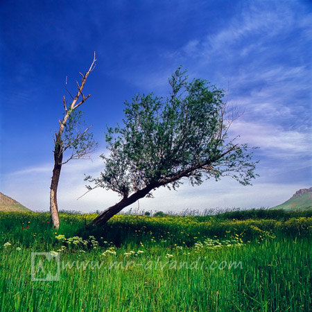 Old tree in Azerbaijan