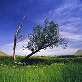 Azerbaijan province in spring,استان آذربایجان در بهار