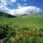 Poppy flowers in Mount Damavand