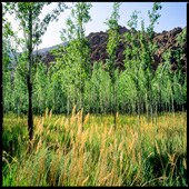 Young Poplar trees in Firuzkoh