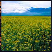 Rapeseed field in Firuzkuh