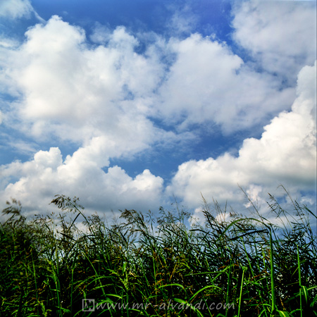 Clouds and reed plant,ابرها و گیاهان نیزار