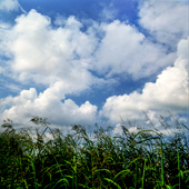 Clouds and reed plant,ابرها و گیاهان نیزار