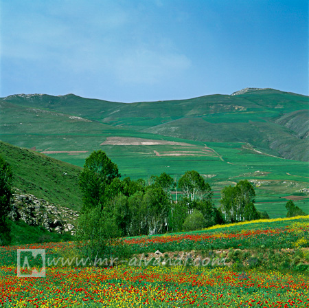 Kaleibar and beautiful landscape of plain wildflowers, کلیبر و چشم انداز زیبا از دشت گلهای وحشی