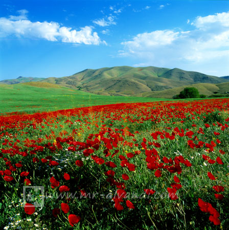 Kurdistan and wild poppies, کردستان و شقایق های وحشی
