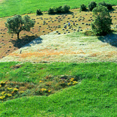 Agricultural land in the province of Iranian Kurdistan,زمینهای کشاورزی در استان کردستان ایران