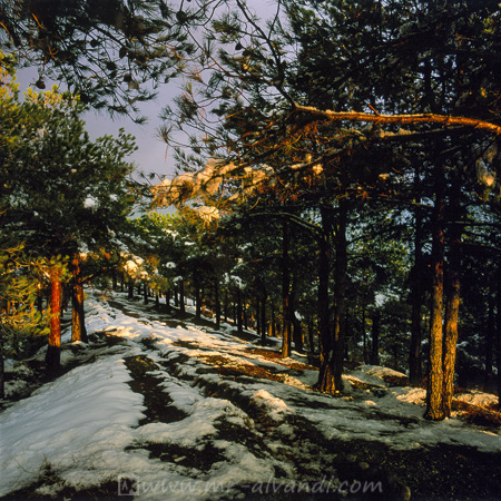 Lavizan park in winter snowy,پارک جنگلی لویزان در زمستان