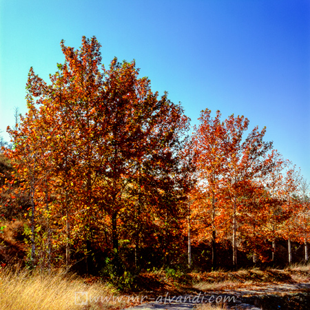 Autumn trees in Lavizan forest park,درختان پاییزی در پارک لویزان