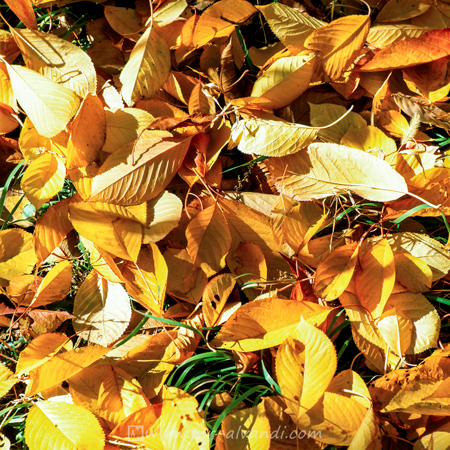 Golden leaves in Shahrestanak, برگهای طلایی در شهرستانک