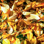 Golden leaves in Shahrestanak