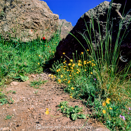 Taleghan rocks and flowers