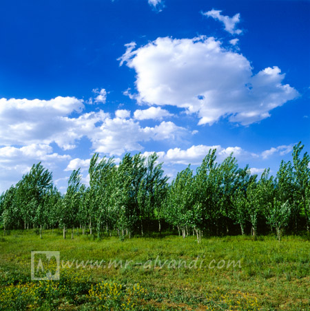 Zanjan and poplar trees, زنجان و درختان سرو